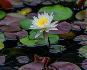 Preview wallpaper lotus, petals, flower, water lilies, lake, water