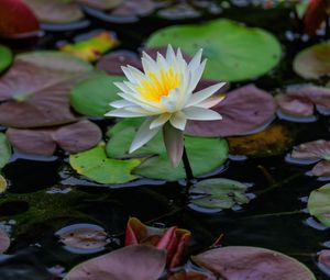 Preview wallpaper lotus, petals, flower, water lilies, lake, water