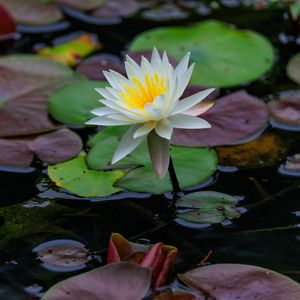 Preview wallpaper lotus, petals, flower, water lilies, lake, water