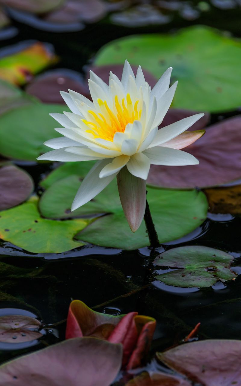 800x1280 Wallpaper lotus, petals, flower, water lilies, lake, water