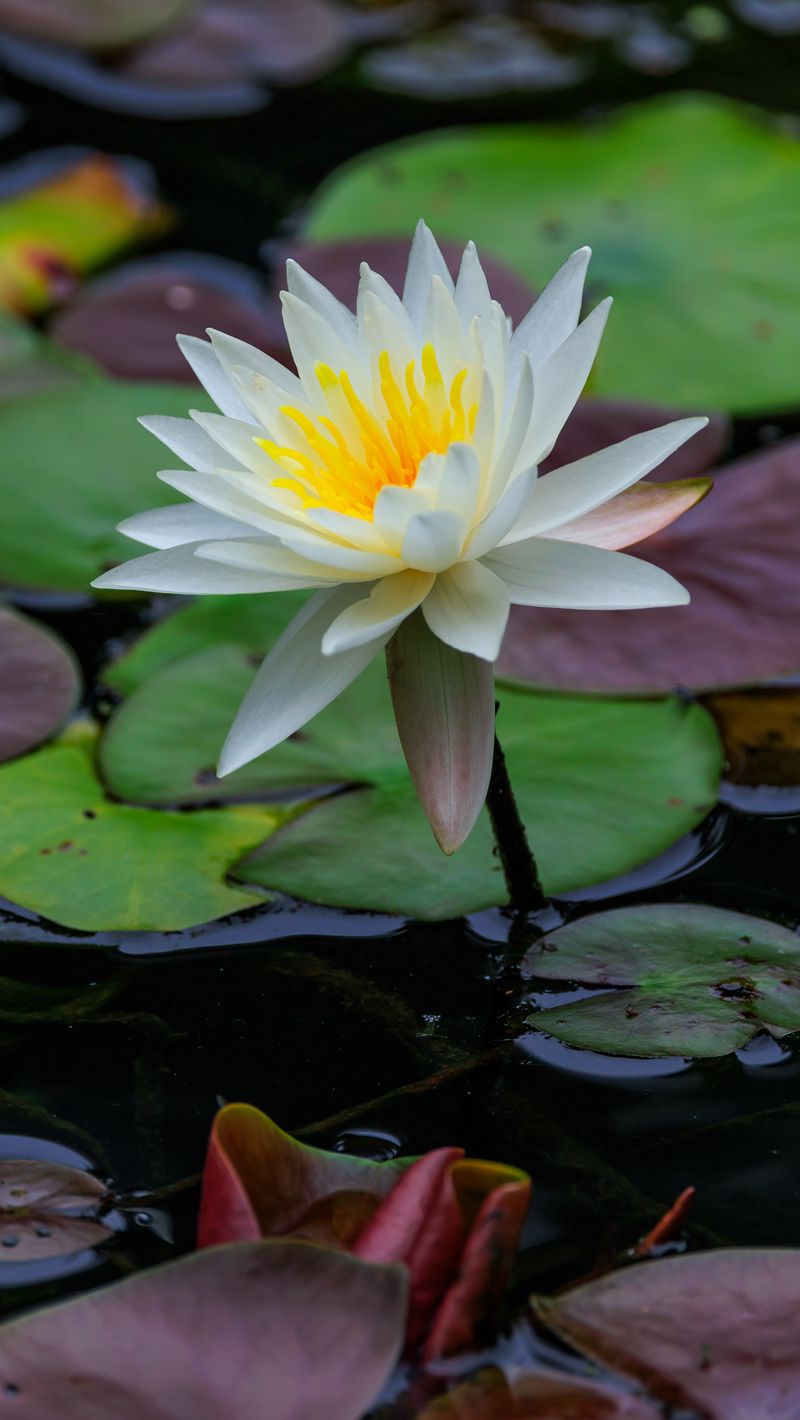 800x1420 Wallpaper lotus, petals, flower, water lilies, lake, water