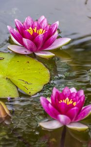 Preview wallpaper lotus, petals, flower, pond