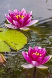 Preview wallpaper lotus, petals, flower, pond