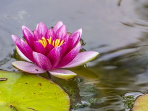 Preview wallpaper lotus, petals, flower, pond