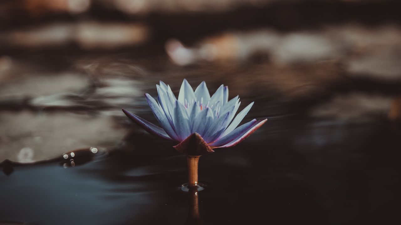 Wallpaper lotus, petals, flower, reflection, pond