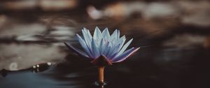 Preview wallpaper lotus, petals, flower, reflection, pond