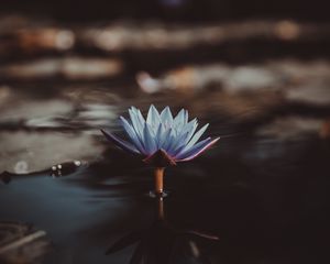 Preview wallpaper lotus, petals, flower, reflection, pond