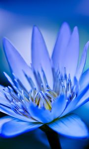 Preview wallpaper lotus, petals, flower, blue, macro