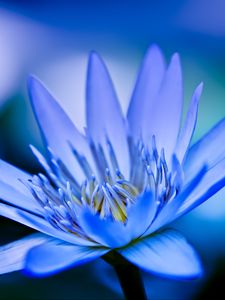 Preview wallpaper lotus, petals, flower, blue, macro