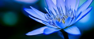 Preview wallpaper lotus, petals, flower, blue, macro