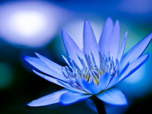 Preview wallpaper lotus, petals, flower, blue, macro