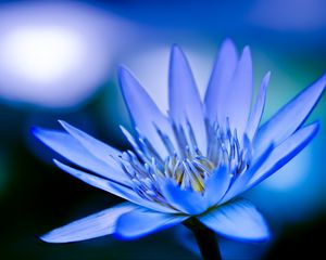 Preview wallpaper lotus, petals, flower, blue, macro