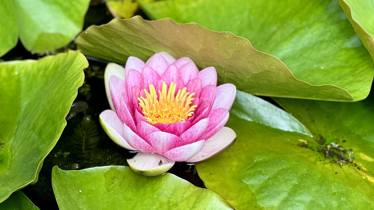 Wallpaper lotus, petals, leaves