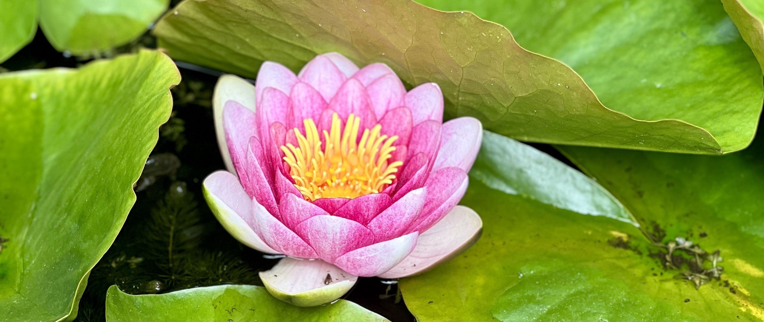 Download wallpaper 2560x1080 lotus, petals, leaves dual wide 1080p hd