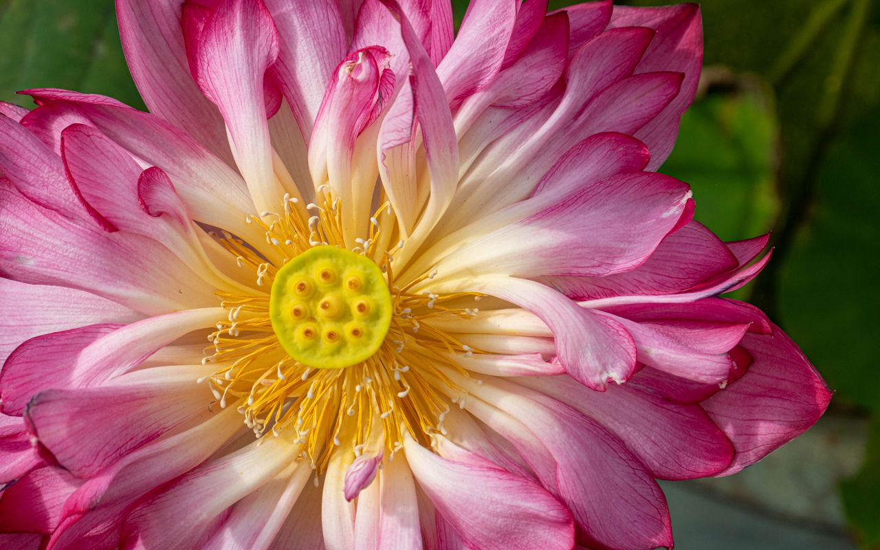 1280x800 Wallpaper lotus, petals, macro, flower, pink