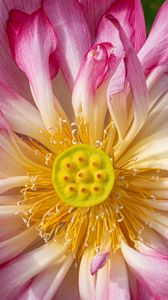 Preview wallpaper lotus, petals, macro, flower, pink