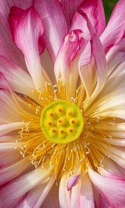 Preview wallpaper lotus, petals, macro, flower, pink