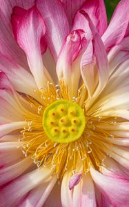 Preview wallpaper lotus, petals, macro, flower, pink