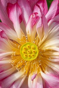 Preview wallpaper lotus, petals, macro, flower, pink