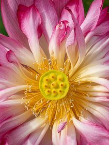 Preview wallpaper lotus, petals, macro, flower, pink