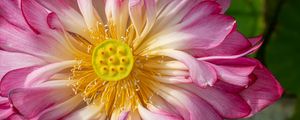 Preview wallpaper lotus, petals, macro, flower, pink