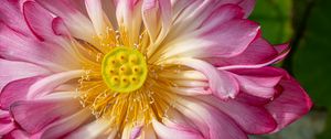 Preview wallpaper lotus, petals, macro, flower, pink
