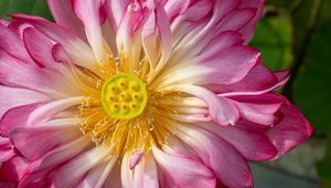 Preview wallpaper lotus, petals, macro, flower, pink