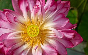 Preview wallpaper lotus, petals, macro, flower, pink