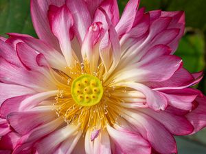 Preview wallpaper lotus, petals, macro, flower, pink