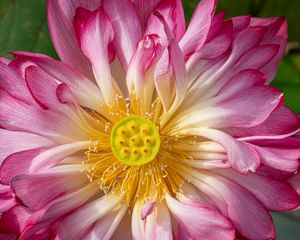 Preview wallpaper lotus, petals, macro, flower, pink