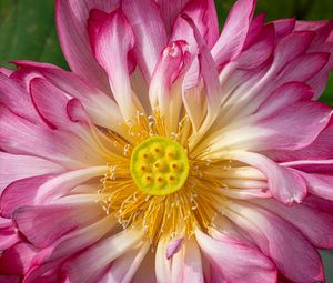 Preview wallpaper lotus, petals, macro, flower, pink