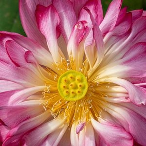 Preview wallpaper lotus, petals, macro, flower, pink