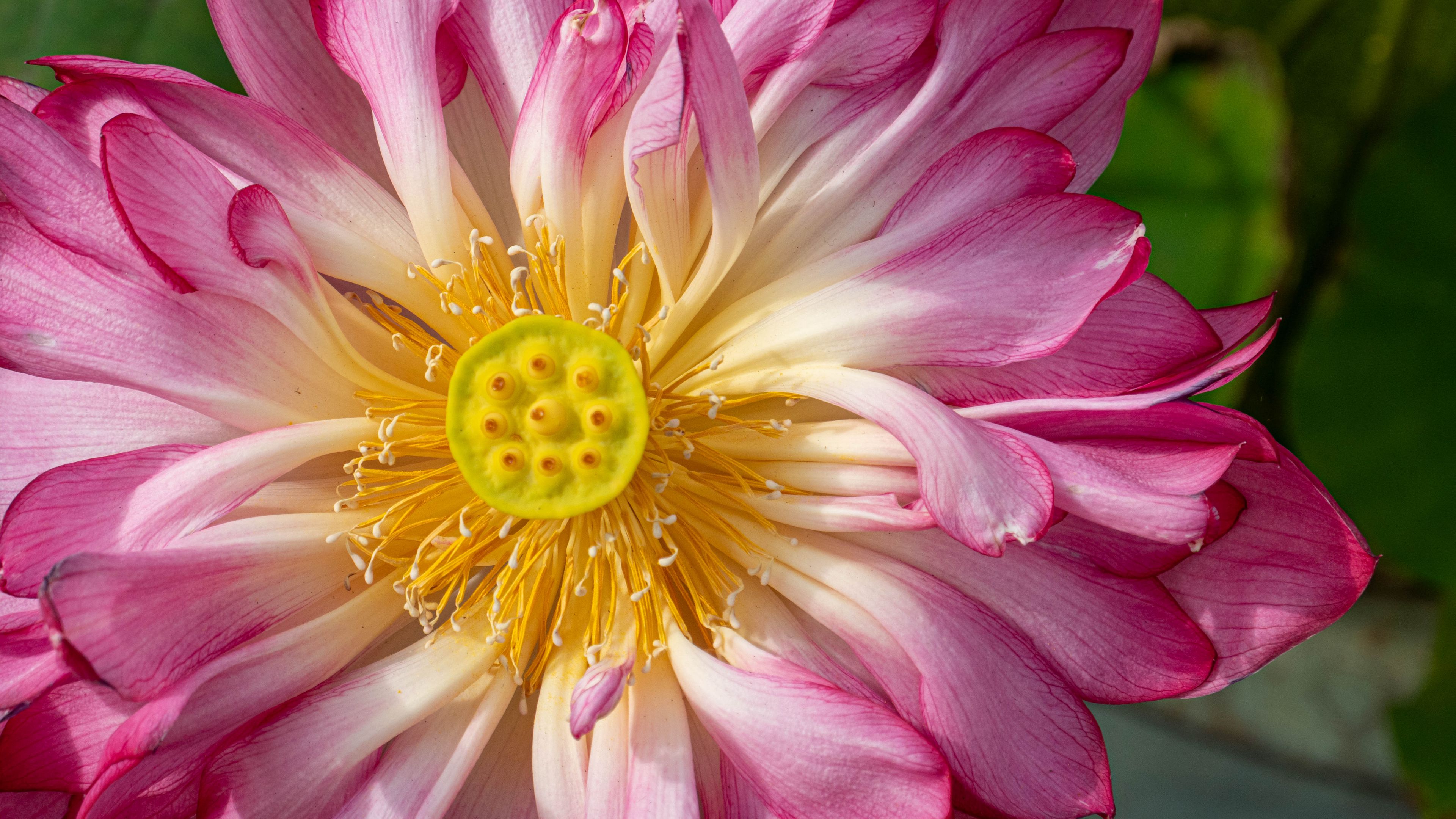 3840x2160 Wallpaper lotus, petals, macro, flower, pink