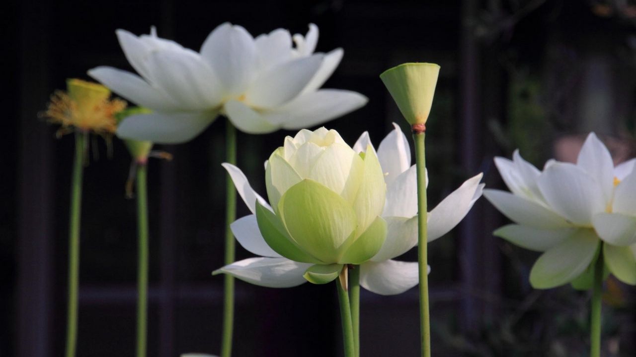 Wallpaper lotus, petals, stems, blurring