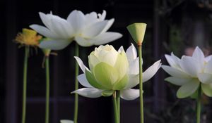 Preview wallpaper lotus, petals, stems, blurring