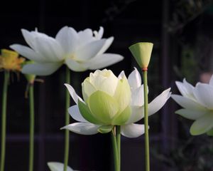 Preview wallpaper lotus, petals, stems, blurring
