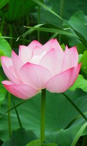 Preview wallpaper lotus, pink, leaves, herbs