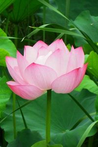 Preview wallpaper lotus, pink, leaves, herbs