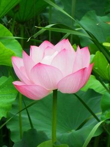 Preview wallpaper lotus, pink, leaves, herbs