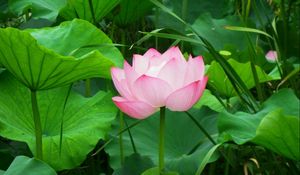 Preview wallpaper lotus, pink, leaves, herbs