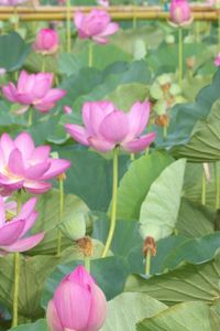 Preview wallpaper lotus, pink, leaves, herbs