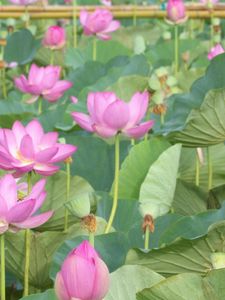 Preview wallpaper lotus, pink, leaves, herbs