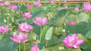 Preview wallpaper lotus, pink, leaves, herbs