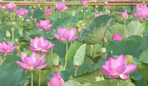 Preview wallpaper lotus, pink, leaves, herbs