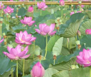 Preview wallpaper lotus, pink, leaves, herbs