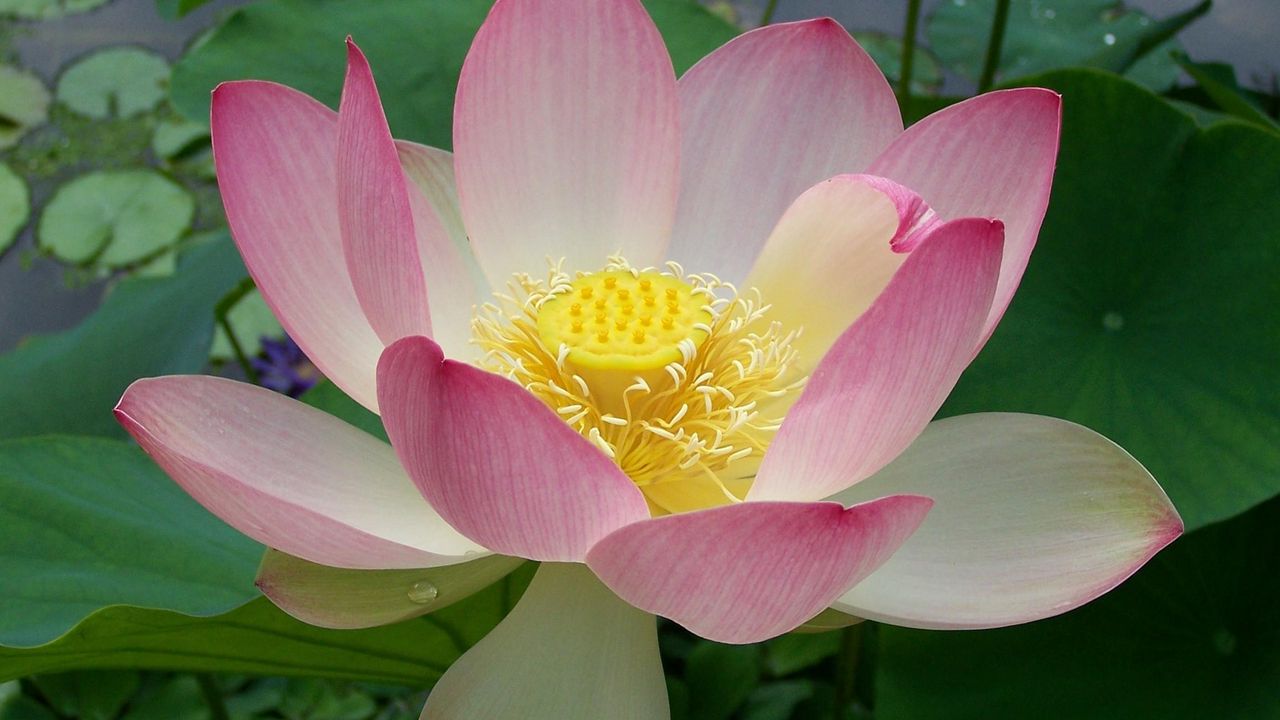 Wallpaper lotus, water, leaves, close up hd, picture, image