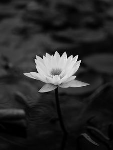 Lotus old mobile, cell phone, smartphone wallpapers hd, desktop backgrounds  240x320, images and pictures