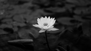 Preview wallpaper lotus, water lily, bw, leaves