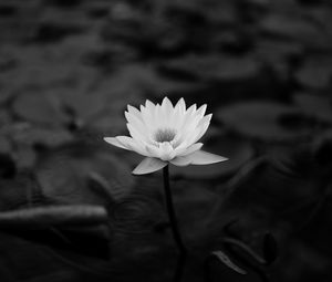 Preview wallpaper lotus, water lily, bw, leaves