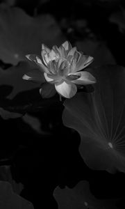 Preview wallpaper lotus, water lily, bw, flower, dark